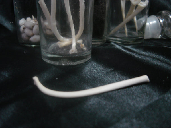 Raccoon Baculum, Dressed Coon Dong Curio
