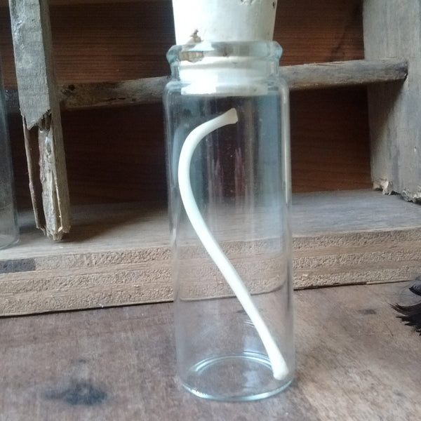 Raccoon Baculum, Dressed Coon Dong Curio
