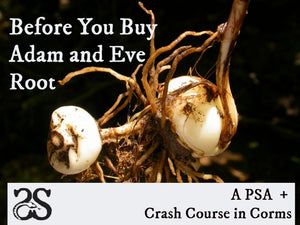 Adam & Eve Root: Rant + a Crash Course in Corms