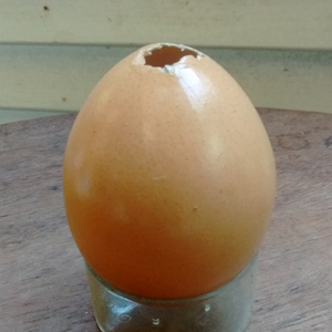 Goofer Dust in Black Hen Egg