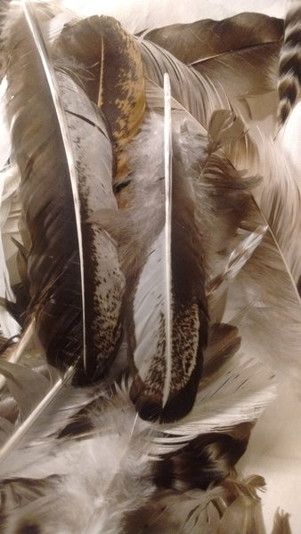 Black Hen and Black Frizzle Rooster Feathers